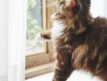 カーテンでできるペット対策